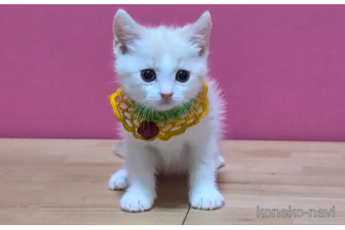 成約済の東京都のマンチカン-100753の5枚目